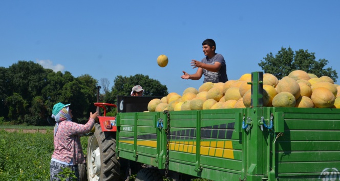Kavun üreticisi fiyatlardan şikayetçi